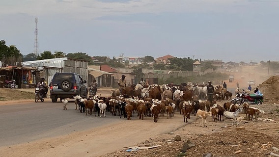 Rinder auf einer Straße in Juba im Südsudan © NDR Foto: Anne Allmeling