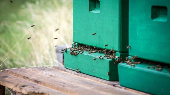 Bienenstock im Kloster Fischbek © Kirche im NDR Foto: Christine Raczka
