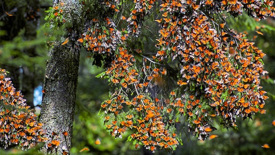 Tausende Monarchfalter hängen an einem Baum in Mexico  und überwintern dort. © picture alliance / blickwinkel Foto: F. Poelking