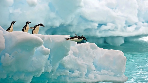 Pinguine springen von einer Eisscholle © picture alliance / imageBROKER | Alan Scullard / VWPics Foto: Alan Scullard