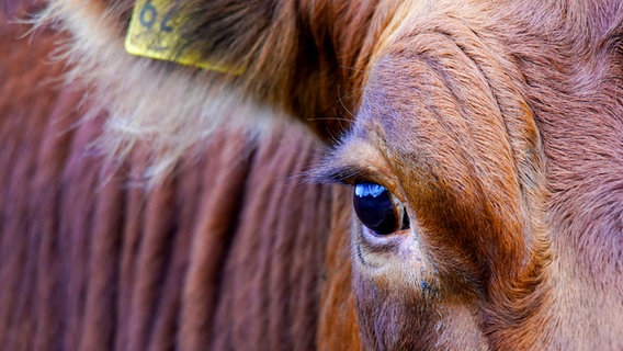Das Auge einer Kuh in einer Nahaufnahme. © Photocase Foto: Dirk70