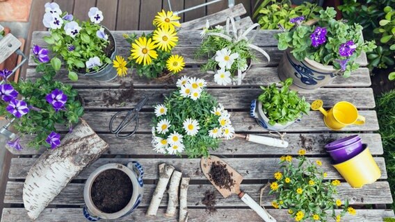 Gartentisch mit verschiedenen Blumentöpfen und einer kleinen Schaufel. © picture alliance / Westen61 Foto: Gaby Wojciech