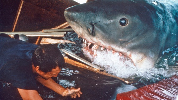 Eine Szene mit dem weißen Hai und Roy Scheider im Spielfilm von 1974 "Der weiße Hai" von Steven Spielberg © IFTN United Archives 05412 