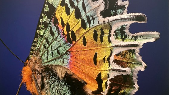 Ein Schmetterling auf einer Leinwand © NDR Foto: Andreas Rackow