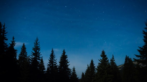Tannen ragen in einen Nachthimmel mit Sternen. © picture alliance / Zoonar | Pavlo Vakhrushev 