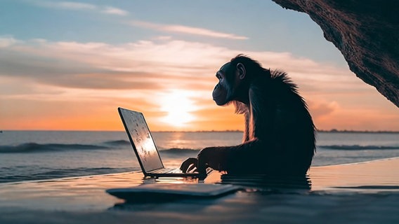 Pepper snackt Platt: Ein Schimpanse hockt vor einem Laptop. Pepper snackt Platt: Ein Schimpanse hockt vor einem Laptop. © NDR Foto: Prompter Lornz Lorenzen