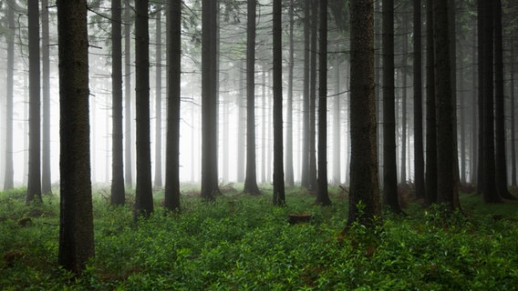 Ein Fichtenwald im Nebel. © Nordreisender / photocase.de Foto: Nordreisender