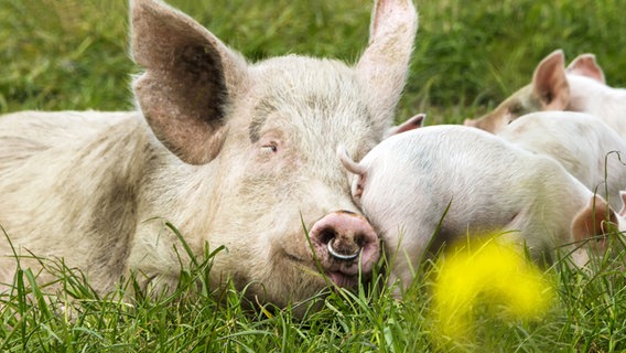 Schweine liegen auf der Wiese © picture alliance / Zoonar | Fraenks 