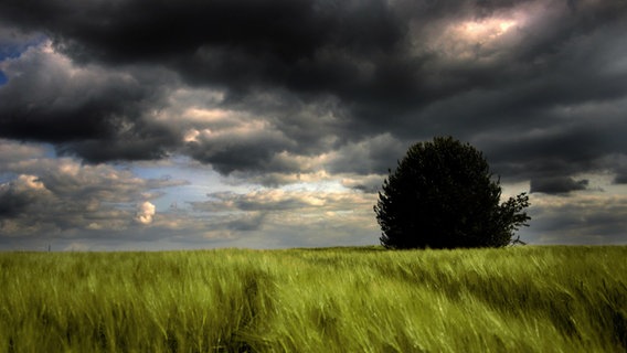 Ein einzelner Baum steht auf einem Feld bei dunklen Wolken. © photocase | TIJU PICTURES Foto: TIJU PICTURES