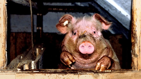 Ein Schwein schaut aus einem Stall. © photocase / bikermilli Foto: bikermilli