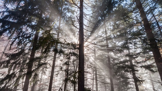 Wald im Nebel mit Sonnenstrahlen © Photocase Foto: .marqs