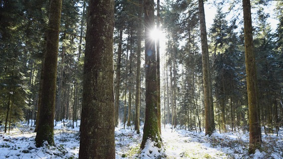 Ein verschneiter Wald. Die Sonne kommt hinter einem der Stämme hervor und blendet die Linse der Kamera. © IMAGO / ULMER Pressebildagentur 