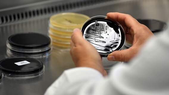 Eine Laborantin hält eine Petrischale mit Proben von Legionellen in den Händen. © picture alliance / dpa Foto: Federico Gambarini