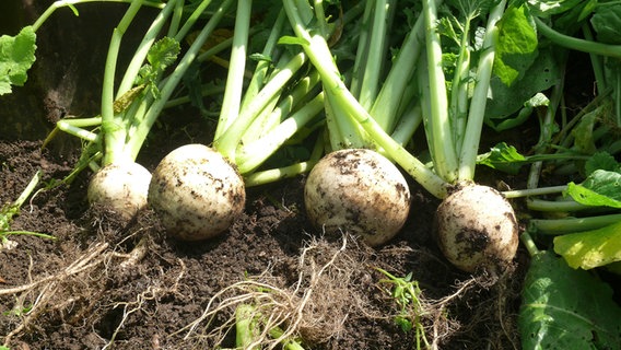 Mairüben im Beet © fotolia Foto: TwilightArtPictures