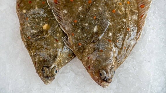 Gewöhnliche Scholle (Pleuronectes platessa) auf Eis in der Auslage eines Fischgeschäfts. © Imago 