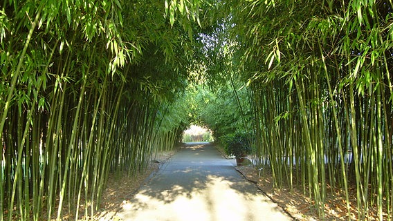 Bambus-Allee im Botanischen Garten Hamburg. © NDR Foto: Kathrin Weber
