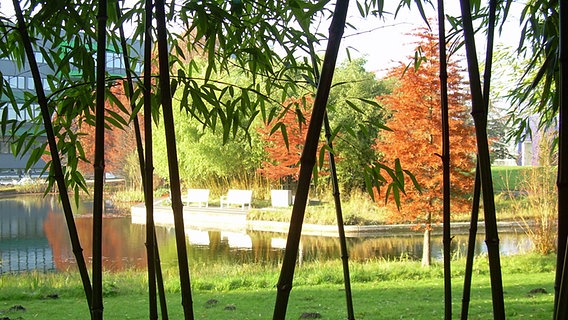 Blick durch Bambus auf einen kleinen See im Botanischen Garten Hamburg. © NDR Foto: Kathrin Weber