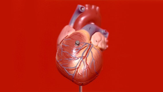 Kunststoff-Modell eines Herzens © picture-alliance / scanpix Foto: Louise Billgert