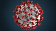 Das Coronavirus © CDC on Unsplash Foto: CDC on Unsplash