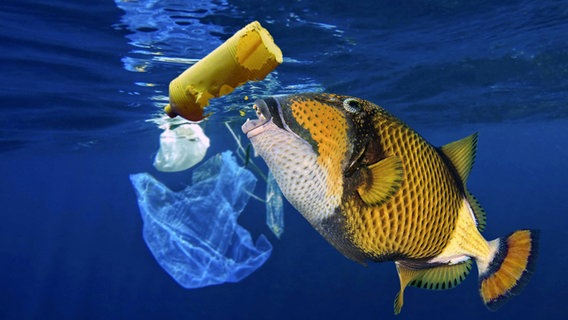 Ein Fisch schnappt nach einer Plastikflasche © imago images/Ardea 