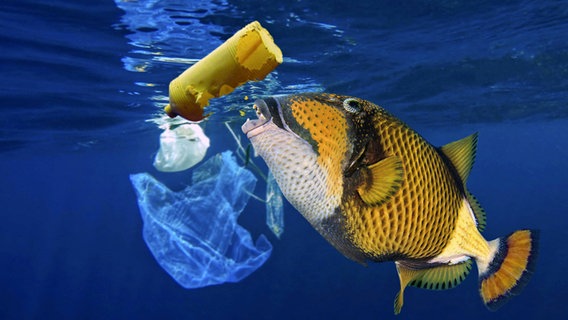 Ein Fisch schnappt nach einer Plastikflasche © imago images/Ardea 