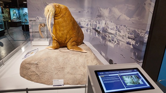 Das Präparat von Walross "Antje" und ein Bildschirm im Zoologischen Museum Hamburg. © picture alliance/dpa Foto: Georg Wendt