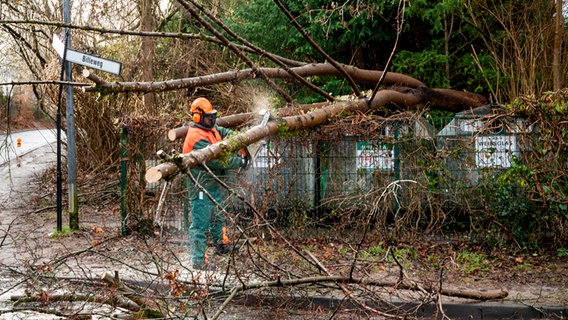 Ein Feuerwehrmann zersägt einen wegen eines Sturms umgestürzten Baum in Hamburg. © picture alliance / dpa Foto: Daniel Bockwoldt