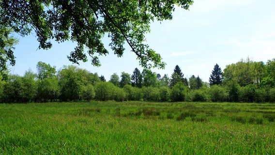 Blick auf die Wiese im Naturschutzgebiet Duvenwischen. © Behörde für Umwelt und Energie/Swantje Grabener Foto: Swantje Grabener