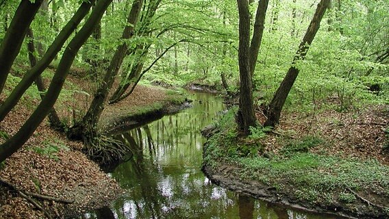 Idyllischer Anblick: Ein Bach im Naturschutzgebiet Rodenbeker Quellental.  