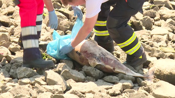 Ein Schweinswal liegt am Elbufer und wird von zwei Feuerwehrleuten mit einer Plastiktüte bedeckt. © TV Newskontor 