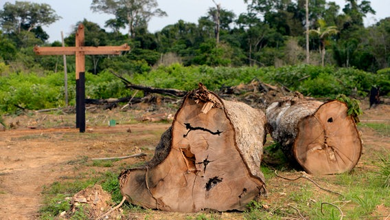 Zwei illegal gefällte Baumstämme liegen im brasilianischen Amazonasgebiet im Regenwald. © picture alliance/Westend61 Foto: Florian Kopp