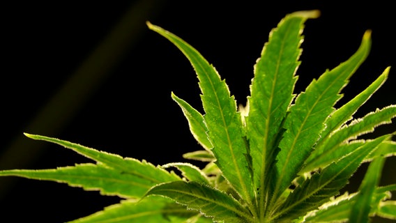 Die Blätter einer Cannabis-Pflanze werden angestrahlt. © picture alliance/dpa Foto: Fabian Sommer