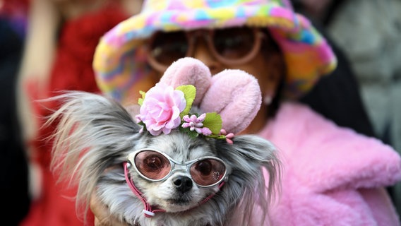 Auf der alljährlichen Osterparade in New York trägt eine Frau ihren mit Osterhasenohren, Blumen und Sonnenbrille dekorierten Chihuahua auf dem Arm. (Bild vom 31. März 2024) © picture alliance / Anadolu | Fatih Aktas 