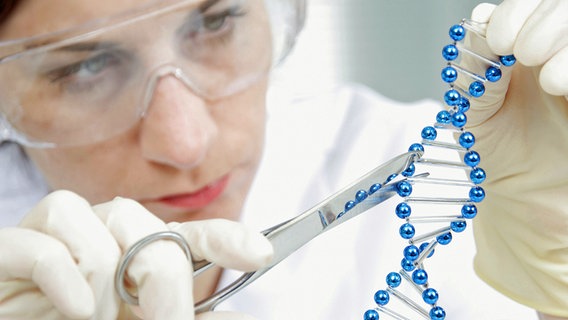 Eine Wissenschaftlerin hat eine Schere und ein DNA-Strang-Modell in der Hand. © dpa picture alliance Foto: McPhotos