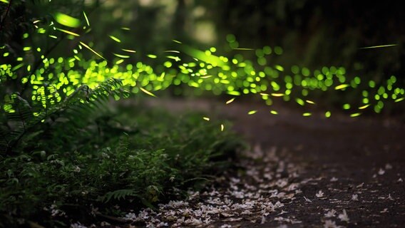 Ein Schwarm Glühwürmchen fliegt über einen Waldweg. © IMAGO / Shotshop Foto: IMAGO / Shotshop