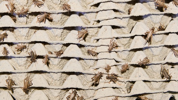 Hausgrillen krabbeln in einer thailändischen Fabrik auf einem Papp-Substrat herum © dpa-Bildfunk Foto: Visarut Sankham/dpa