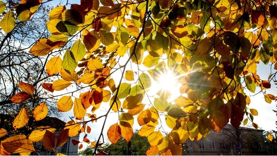 Herbstlich verfärbte Blätter hängen bei sonnigem Wetter an einem Baum in Oldenburg. © Hauke-Christian Dittrich/dpa 