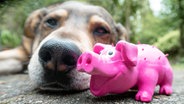Ein Hund mit einem Plastikschweinchen als Hundespielzeug © picture alliance Foto: Markus Scholz