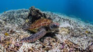 Schildkröten und Fische schwimmen über Korallen, die von der Korallenbleiche betroffen sind, am südlichen Great Barrier Reef in Australien im Februar 2024 ©  -/WWF AUSTRALIA/AAP/dpa 