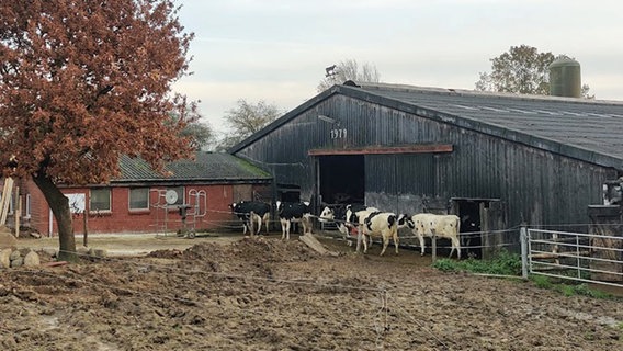 Auf einem Biohof stehen Milchkühe vor einem Stallgebäude. Auf einem Biohof stehen Milchkühe vor einem Stallgebäude. Foto: Astrid Kühn