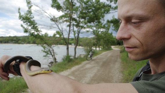 Herpetologe (Reptilienforscher) Sebastian Lotzkat hält eine kleine Schlange auf Augenhöhe. © Gina Moog Foto: Gina Moog