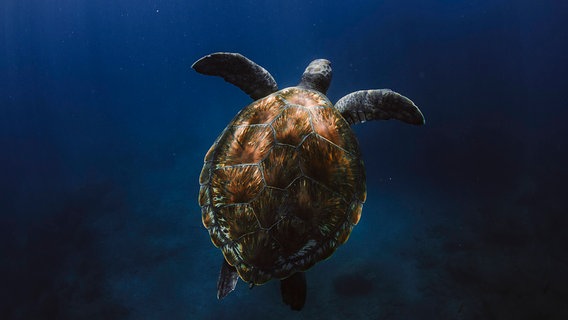 Eine Meeresschildkröte lässt sich im Sonnenlicht unter der Meeresoberfläche treiben. © IMAGO / Cavan Images Foto: IMAGO / Cavan Images