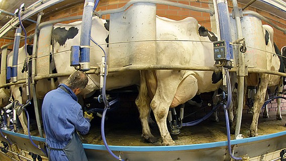 Kühe werden gemolken Kühe werden gemolken © dpa Foto: Peter Steffen