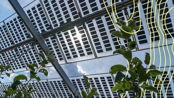 Eine Agri-Photovoltaik Test-Anlage. © picture alliance Foto: Jochen Tack