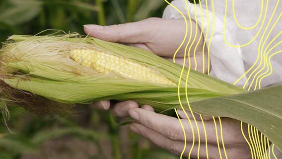 Wissenschaftler mit Schutzanzug prüft Mais. © picture alliance Foto: Ute Grabowsky