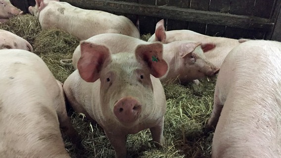 Schweine stehen auf Stroh in einem Schweinestall. © NDR Info Foto: Claudia Plass