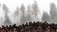 Gerodeter Wald geschädigt durch Trockenheit und Borkenkäfer. © picture alliance / CHROMORANGE Foto: Wolfgang Cezanne