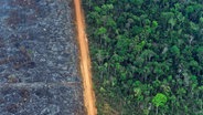 links brandgerodete Fläche, eine Straße, rechts Regenwald (Vogelperspektive) © picture alliance / dpa / AP Foto: Victor R. Caivano