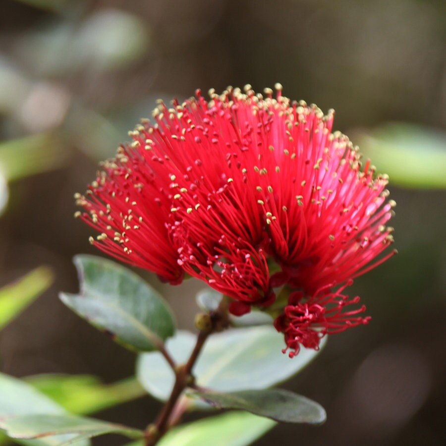 Rote Blüte des Ohia-Baums. © ARD Foto: Christine Schacht