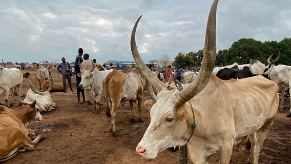 Rindermarkt in der Nähe von Juba. © ARD Foto: Anne Allmeling, ARD